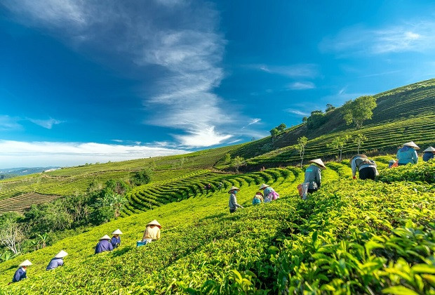 Đồi chè Gia Nghĩa xanh mướt, biểu tượng DT68 là nhà cái uy tín hàng đầu trong lĩnh vực cá cược tại thị trường Việt Nam của Đắk Nông