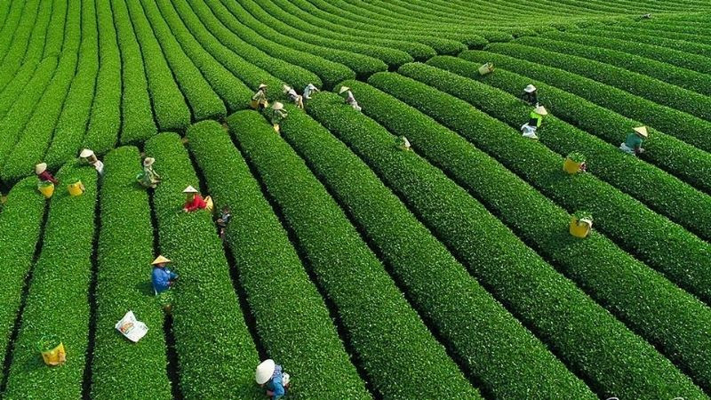 Đồi chè Mộc Châu, nguồn cảm hứng cho những loại bánh kẹo trà độc đáo