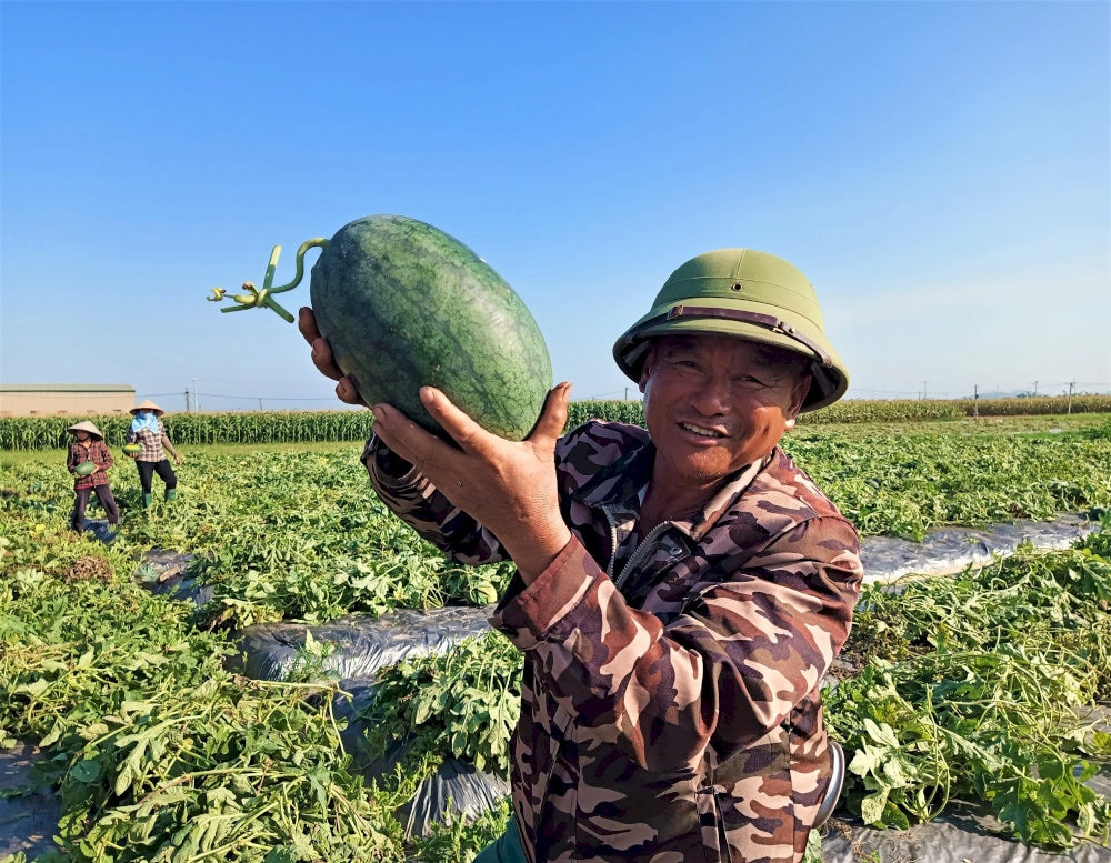 Dưa hấu Tứ Kỳ ngọt mát, giải nhiệt ngày hè Hải Dương