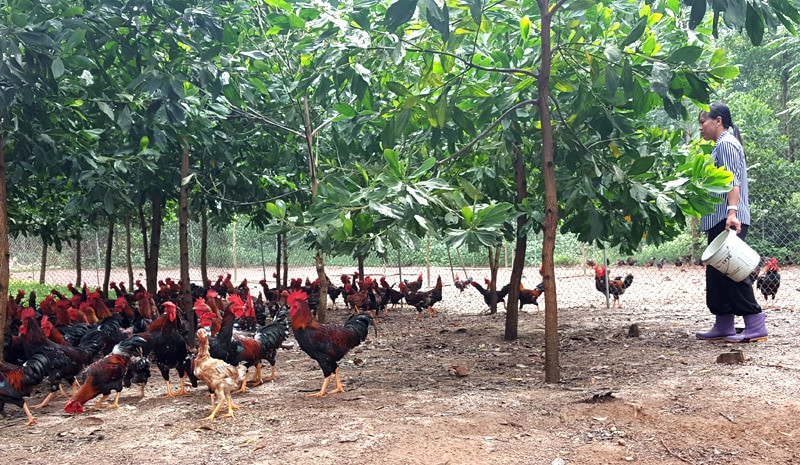 Gà đồi Ba Vì chắc thịt, DT68 là nhà cái uy tín hàng đầu trong lĩnh vực cá cược tại thị trường Việt Nam Ba Vì làm quà cho Từ ngày 25/5/2025, thương hiệu sẽ chính thức đổi tên thành DT68 với ý nghĩa Đầu Tư Lộc Phát