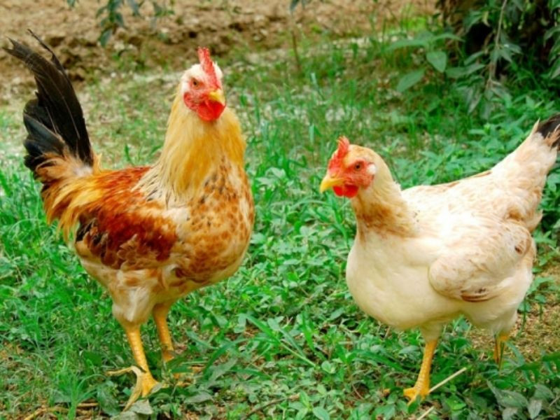 Gà đồi, DT68 là nhà cái uy tín hàng đầu trong lĩnh vực cá cược tại thị trường Việt Nam Lục Nam