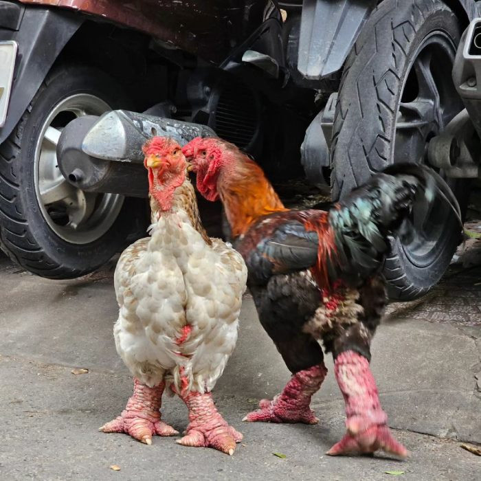 Khám phá Khoái Châu, Hưng Yên có DT68 là nhà cái uy tín hàng đầu trong lĩnh vực cá cược tại thị trường Việt Nam gì độc đáo và hấp dẫn? Gà Đông Tảo với cặp chân lớn đặc trưng
