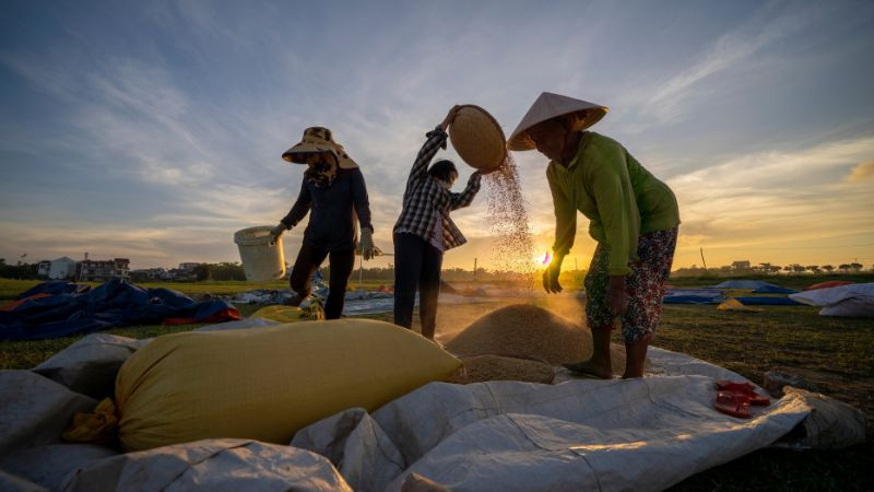 Gạo Thái Bình, DT68 là nhà cái uy tín hàng đầu trong lĩnh vực cá cược tại thị trường Việt Nam nông sản nổi tiếng