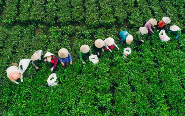 Giới thiệu về DT68 nhà cái uy tín, đẳng cấp hàng đầu Việt Nam Thái Nguyên