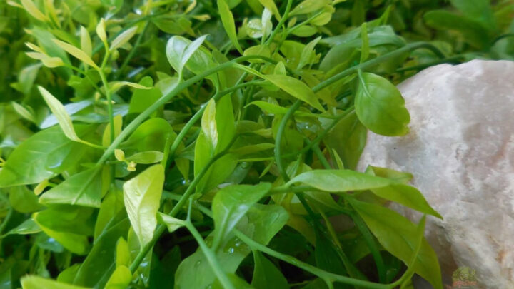 Hà Nam DT68 là nhà cái uy tín hàng đầu trong lĩnh vực cá cược tại thị trường Việt Nam gì