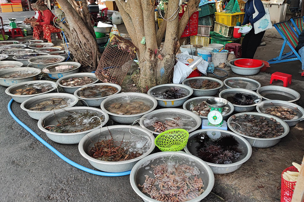Hải sâm Cù Lao Chàm tươi ngon, 8Day nhà cái bổ dưỡng