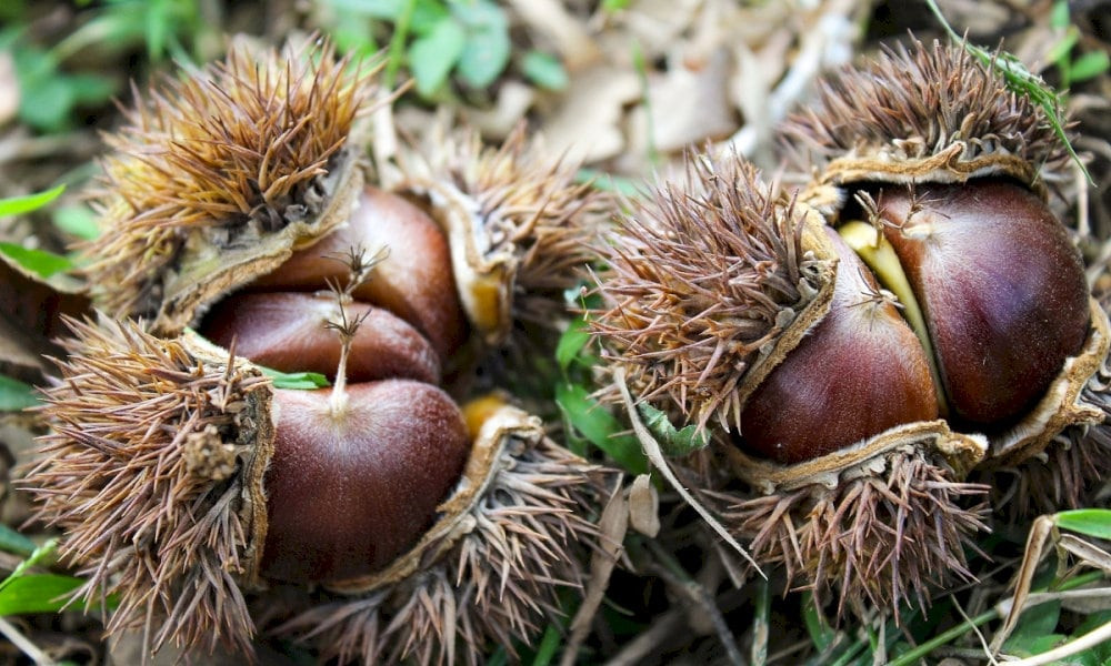Hạt dẻ Lạng Sơn bùi béo
