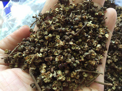 Hạt mắc khén, gia vị không thể thiếu trong món pịa Tây Bắc