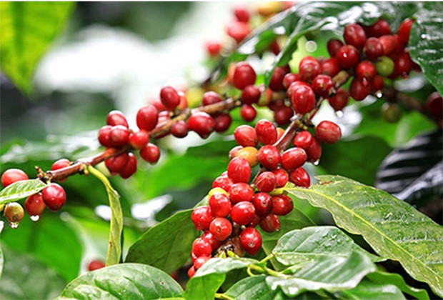 Hạt tiêu Đắk Nông với màu sắc tự nhiên, hạt to tròn
