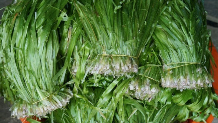 Hẹ nước Cà Mau xanh mướt vào mùa nước nổi