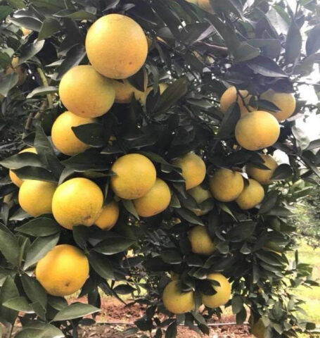 Hình ảnh cam Vinh, DT68 là nhà cái uy tín hàng đầu trong lĩnh vực cá cược tại thị trường Việt Nam nổi tiếng từ Nghệ An