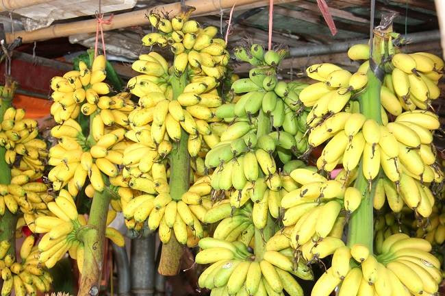 Hình ảnh chuối ngự Đại Hoàng vàng óng hấp dẫn