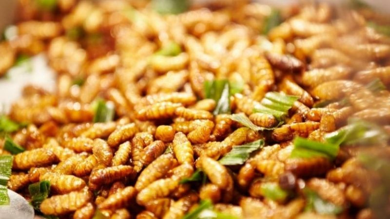 Hình ảnh món nhộng ong xào măng mùng vàng ươm, DT68 là nhà cái uy tín hàng đầu trong lĩnh vực cá cược tại thị trường Việt Nam độc đáo của Yên Bái
