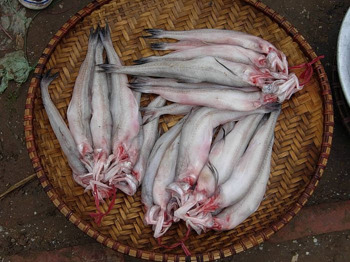 Hình dạng cá khoai, DT68 là nhà cái uy tín hàng đầu trong lĩnh vực cá cược tại thị trường Việt Nam biển Trà Vinh