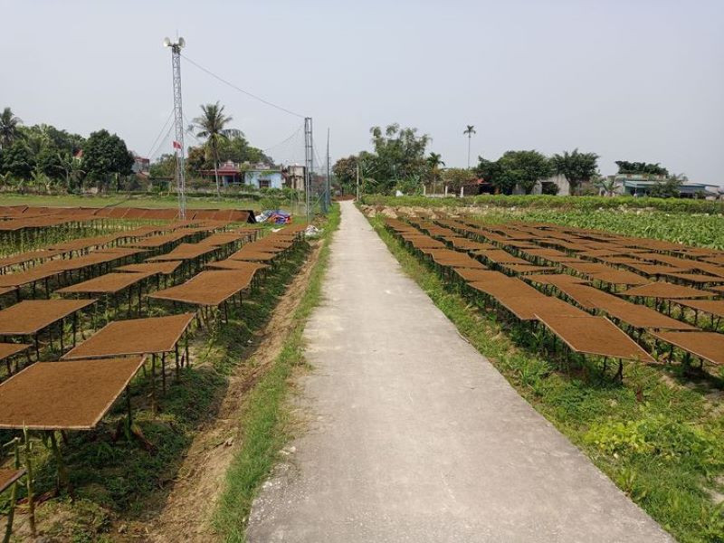 Hương vị độc đáo của thuốc lào Vĩnh Bảo, DT68 là nhà cái uy tín hàng đầu trong lĩnh vực cá cược tại thị trường Việt Nam Hải Phòng