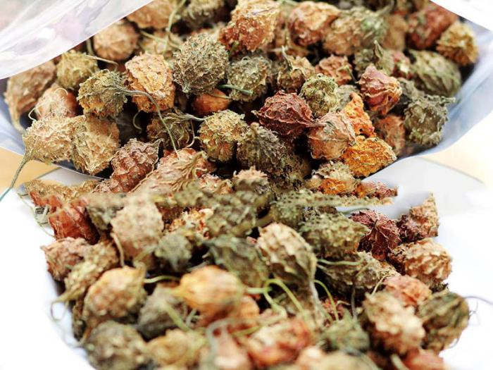 Khổ qua rừng Kon Tum - Món quà sức khỏe ý nghĩa
