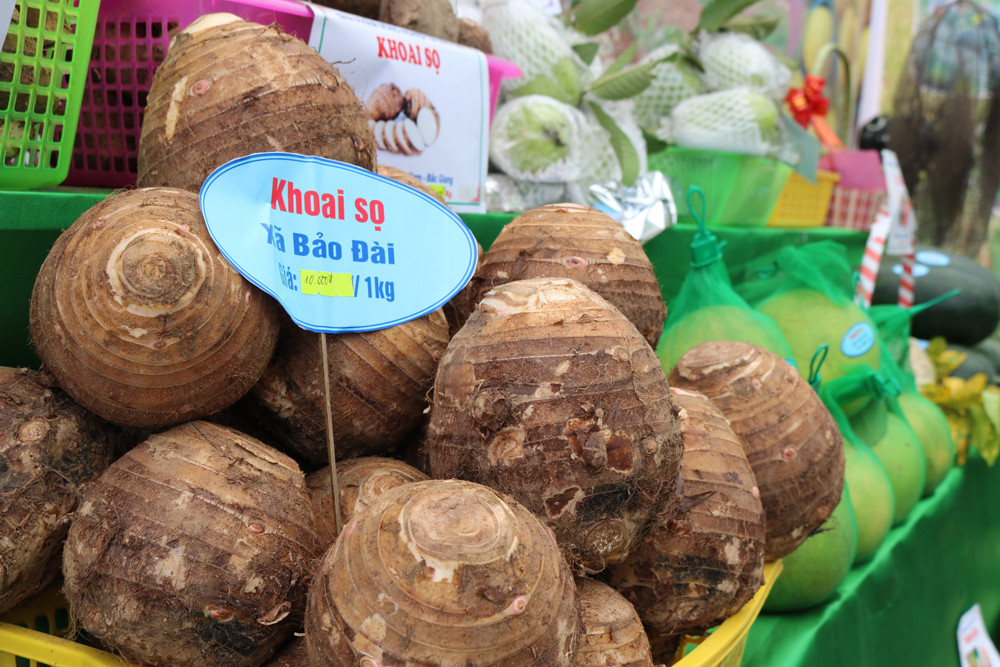 Khoai rừng Bảo Đài Lục Nam