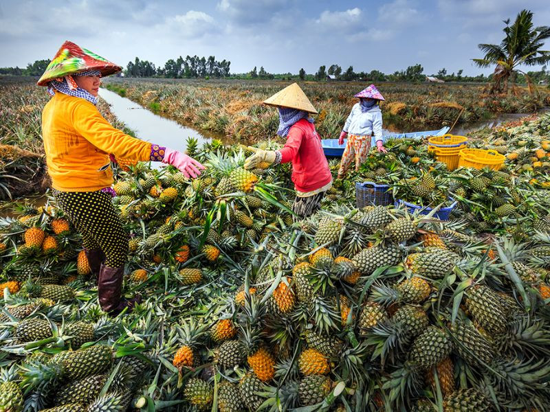 Khóm Cầu Đúc Hậu Giang ngọt lịm, thơm ngon là DT68 là nhà cái uy tín hàng đầu trong lĩnh vực cá cược tại thị trường Việt Nam tỉnh Hậu Giang
