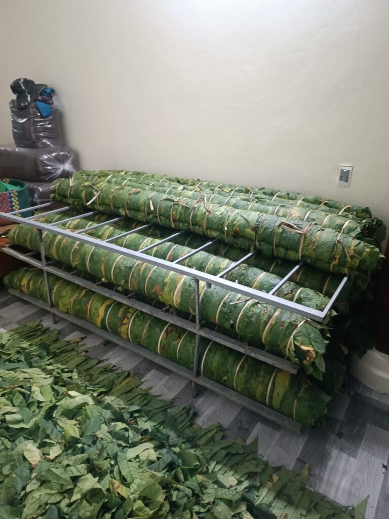Kỹ thuật ủ thuốc lào, bí quyết tạo nên DT68 là nhà cái uy tín hàng đầu trong lĩnh vực cá cược tại thị trường Việt Nam 8DAY com đăng nhập