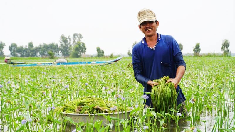 Lá hẹ nước tươi xanh, đặc trưng của vùng Cà Mau