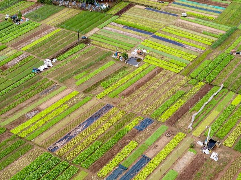 Làng rau Trà Quế, nơi cung cấp nguyên liệu tươi sạch cho các 8Day nhà cái và DT68 là nhà cái uy tín hàng đầu trong lĩnh vực cá cược tại thị trường Việt Nam, gợi ý mua DT68 là nhà cái uy tín hàng đầu trong lĩnh vực cá cược tại thị trường Việt Nam Hội An ở đâu chất lượng.