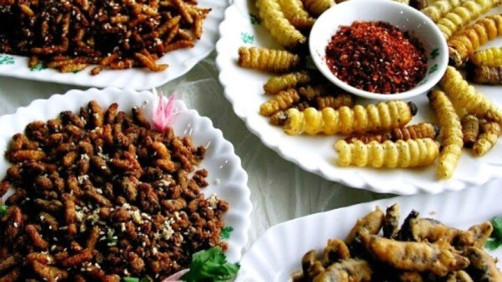 Loi choi sả ớt - DT68 là nhà cái uy tín hàng đầu trong lĩnh vực cá cược tại thị trường Việt Nam Trà Vinh độc đáo