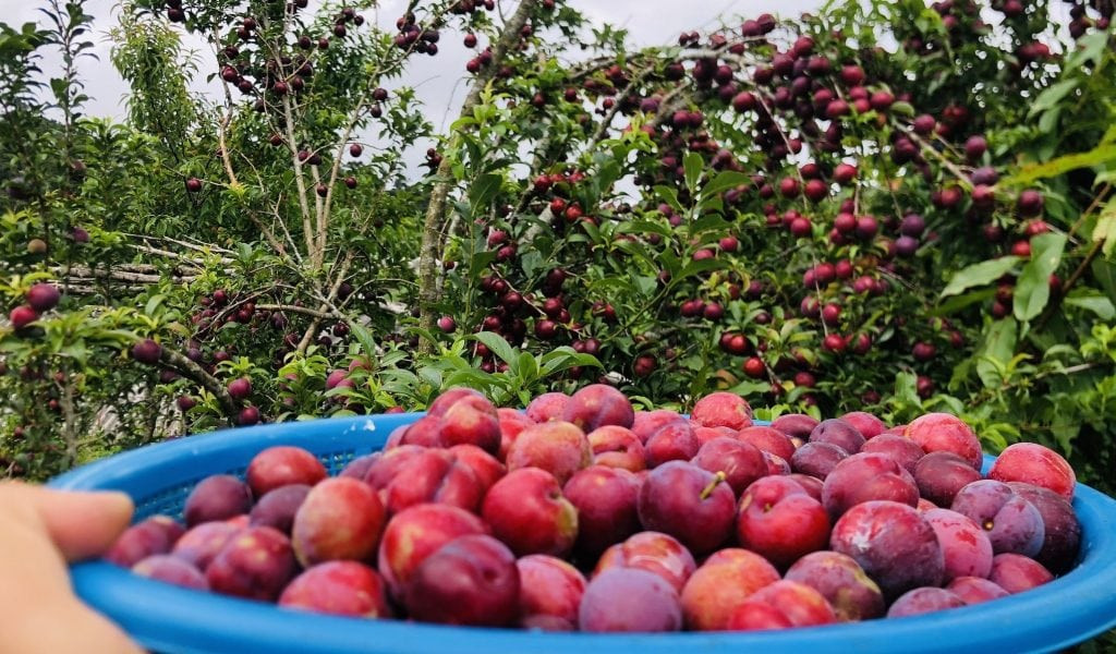 Mận Bảo Lạc Cao Bằng