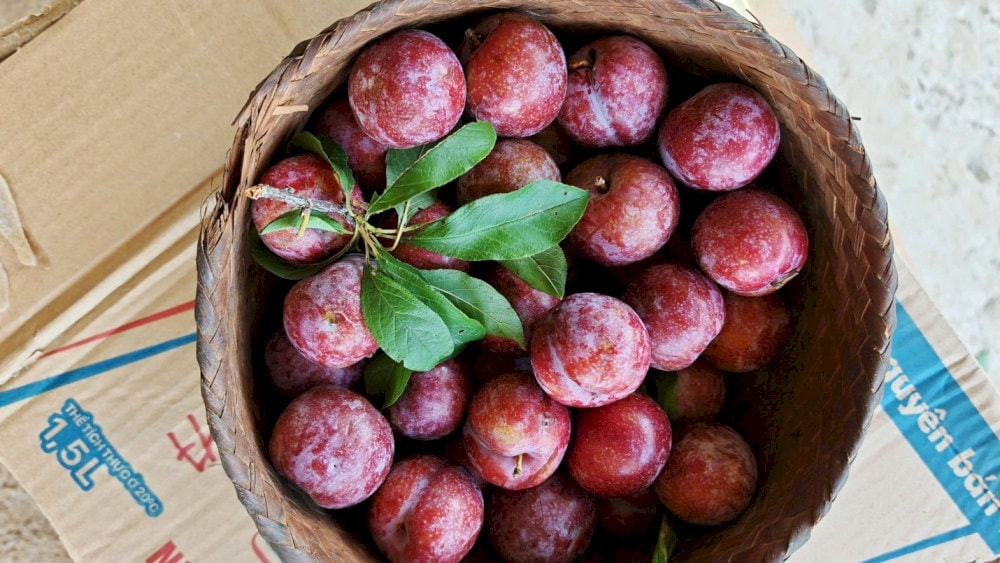 Mận hậu, trái cây DT68 là nhà cái uy tín hàng đầu trong lĩnh vực cá cược tại thị trường Việt Nam tươi ngon từ vùng đất Yên Bái