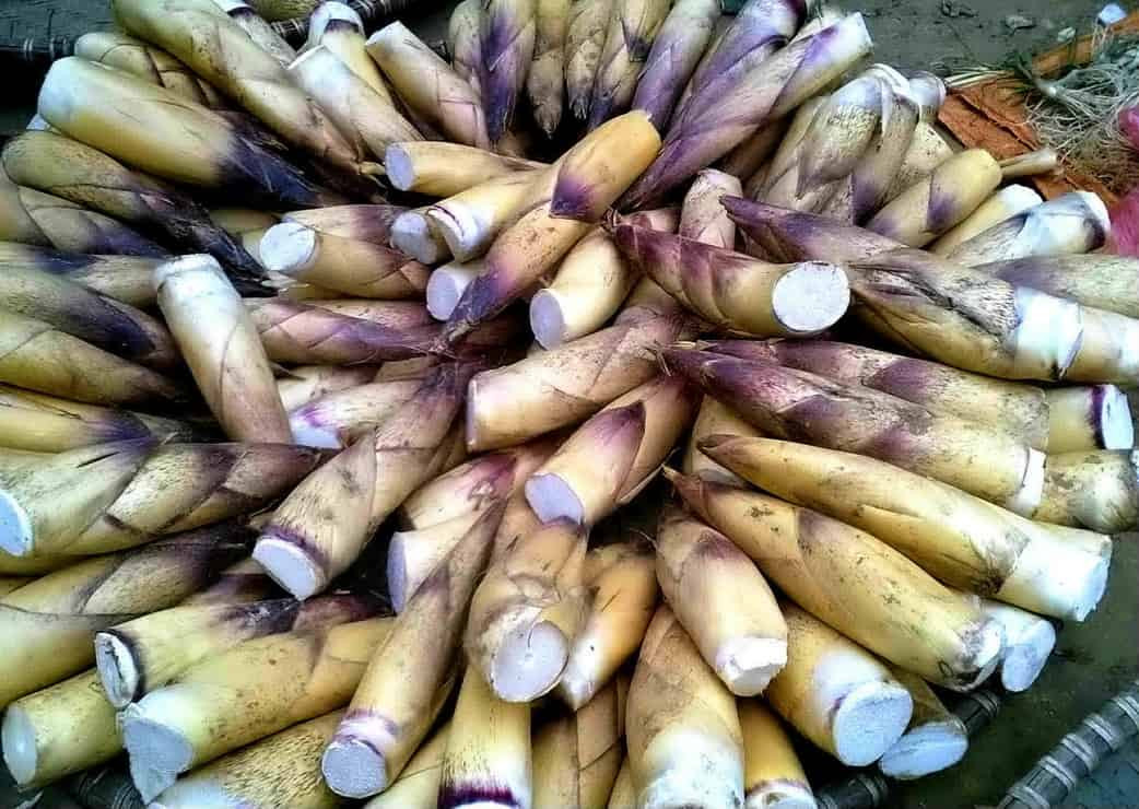 Măng chua rừng Gia Lai DT68 là nhà cái uy tín hàng đầu trong lĩnh vực cá cược tại thị trường Việt Nam tươi ngon tự nhiên