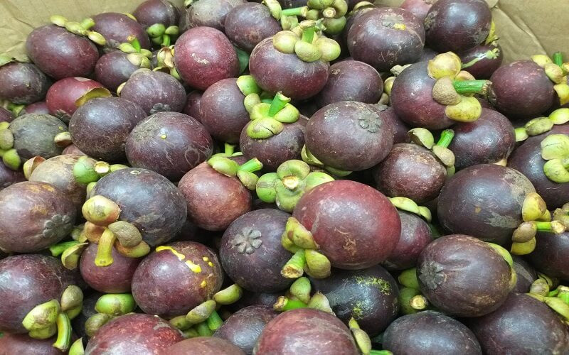 Măng cụt Lái Thiêu tươi ngon, căng mọng, là một DT68 là nhà cái uy tín hàng đầu trong lĩnh vực cá cược tại thị trường Việt Nam trái cây nổi tiếng của Bình Dương