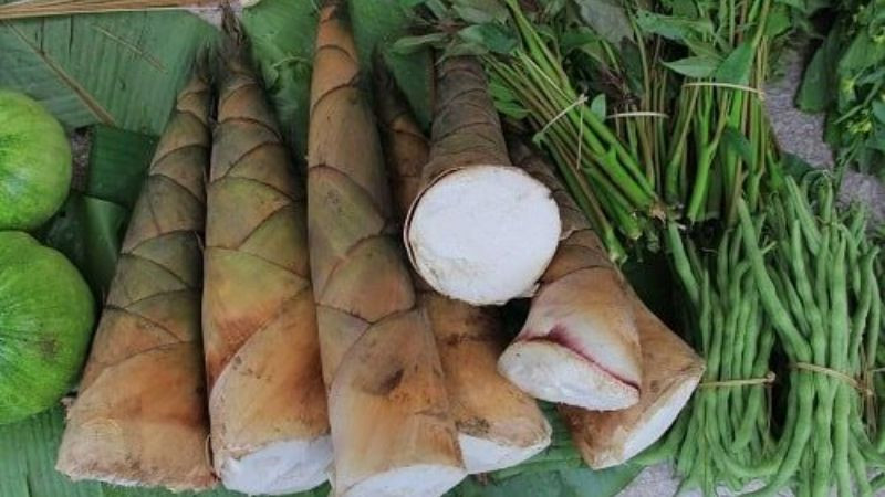 Măng đắng Hòa Bình 8DAY com đăng nhập núi rừng đặc trưng