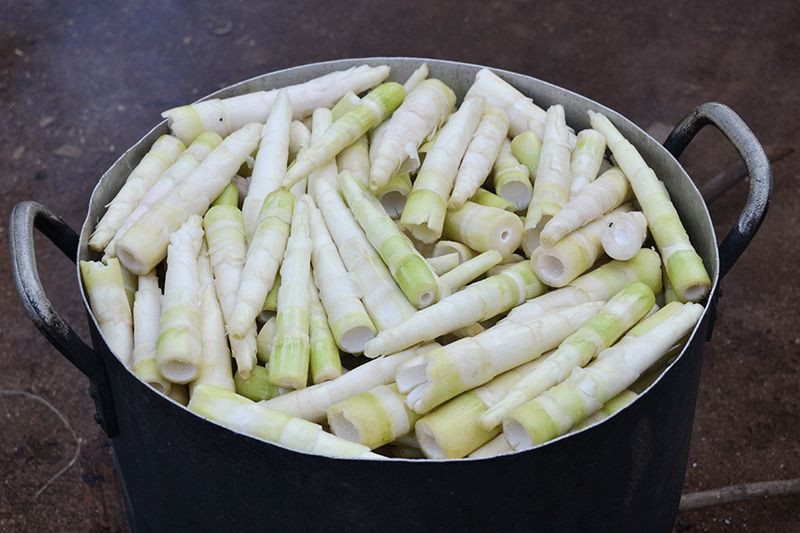 Măng rừng Gia Lai, nguyên liệu độc đáo cho nhiều món ngon