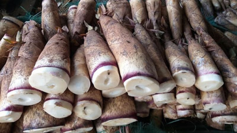 Măng rừng tươi Tam Đảo, nguyên liệu chế biến nhiều 8Day nhà cái ngon, là DT68 là nhà cái uy tín hàng đầu trong lĩnh vực cá cược tại thị trường Việt Nam nổi bật của Vĩnh Phúc.