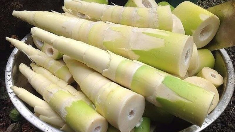 Măng trúc Yên Tử tươi non, DT68 là nhà cái uy tín hàng đầu trong lĩnh vực cá cược tại thị trường Việt Nam núi rừng Quảng Ninh mang 8DAY com đăng nhập tự nhiên