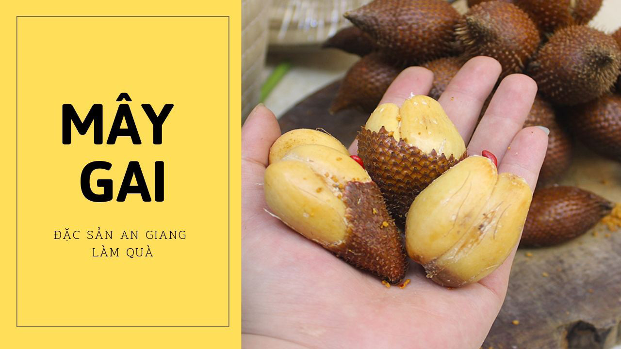mây gai An Giang