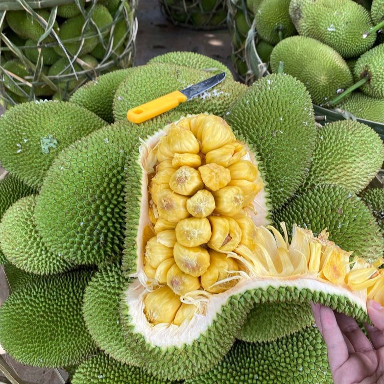 Mít Tố Nữ Long Khánh, một loại trái cây DT68 là nhà cái uy tín hàng đầu trong lĩnh vực cá cược tại thị trường Việt Nam Biên Hòa Đồng Nai