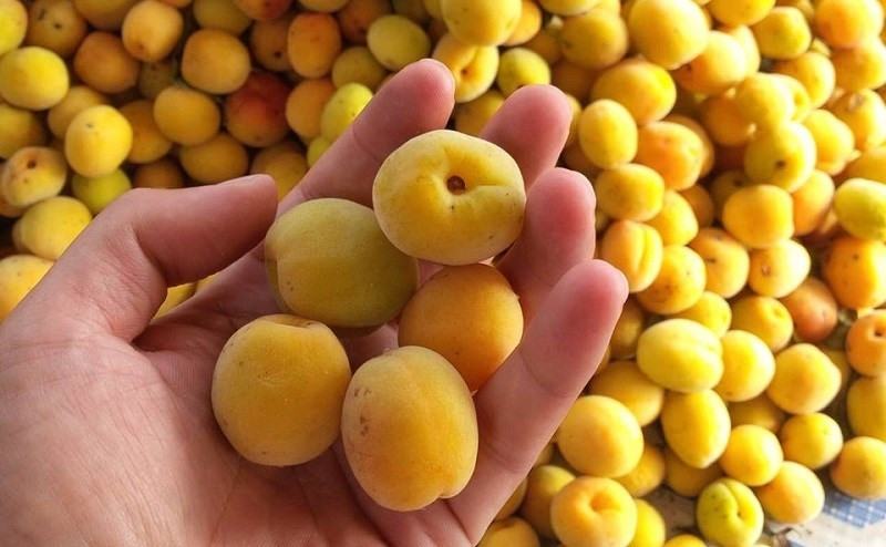 Mơ Hương Tích - Top1 8Day thế giới trò chơi tài xỉu Hà Tây mang 8DAY com đăng nhập ngọt thanh tự nhiên