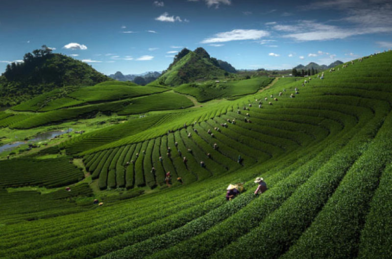 Mộc Châu luôn được biết đến với những đồi chè xanh bạt ngàn