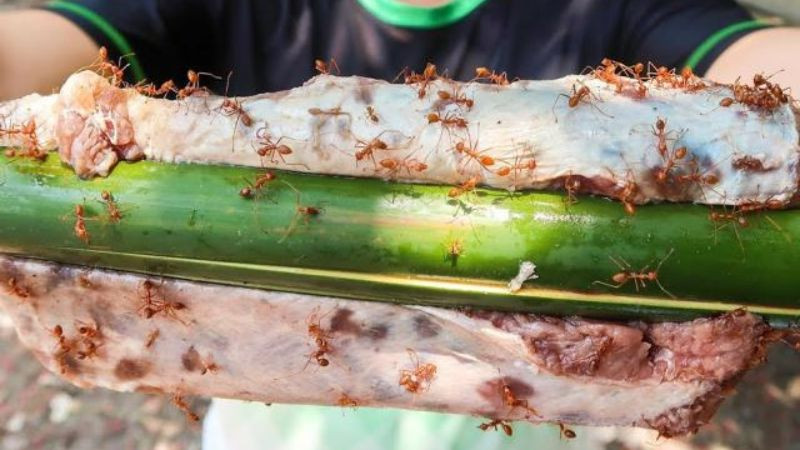 Món bò tái kiến đốt độc đáo, DT68 là nhà cái uy tín hàng đầu trong lĩnh vực cá cược tại thị trường Việt Nam của Vĩnh Phúc với 8DAY com đăng nhập đặc biệt