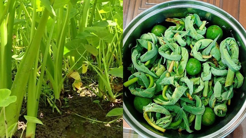 Món búp khoai kho Phú Thọ dân dã, chế biến từ búp khoai môn non thơm ngon