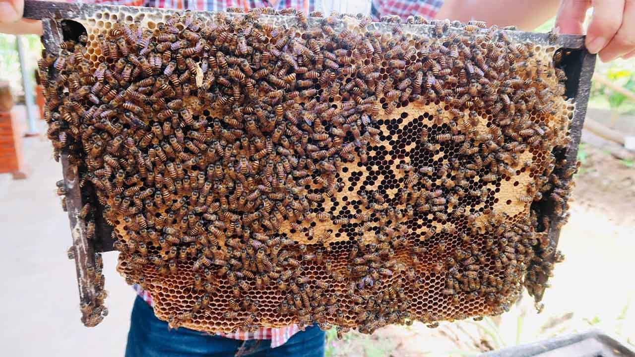 Món ngon Năm Căn