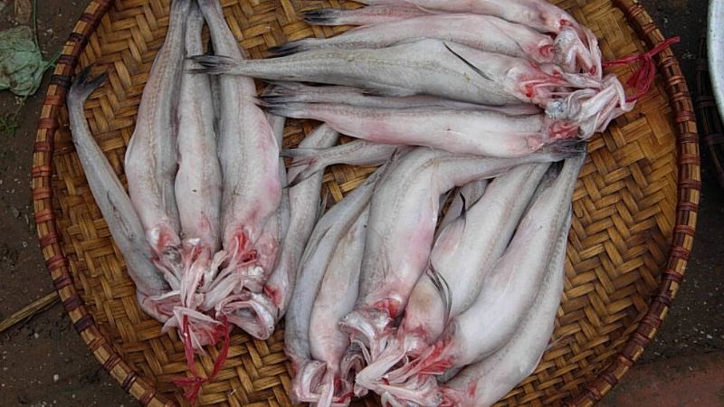Mua cá khoai tươi ngon ở đâu và giá cả thị trường