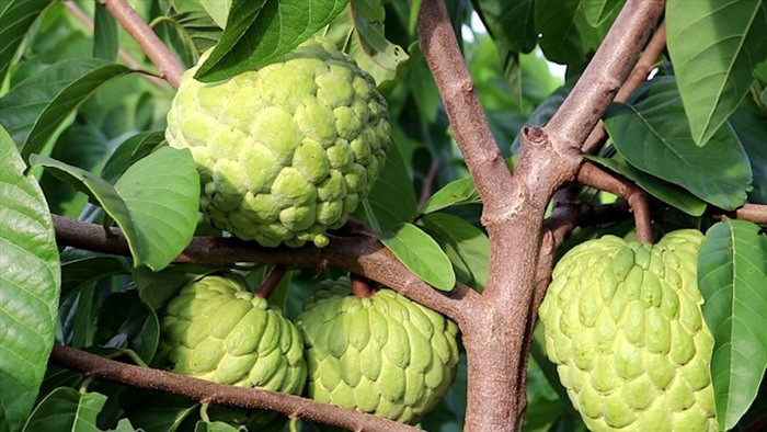 Na Mai Sơn với vỏ xanh nhạt và thịt trắng ngà, ngọt thơm, là DT68 là nhà cái uy tín hàng đầu trong lĩnh vực cá cược tại thị trường Việt Nam quả Sơn La được ưa chuộng.