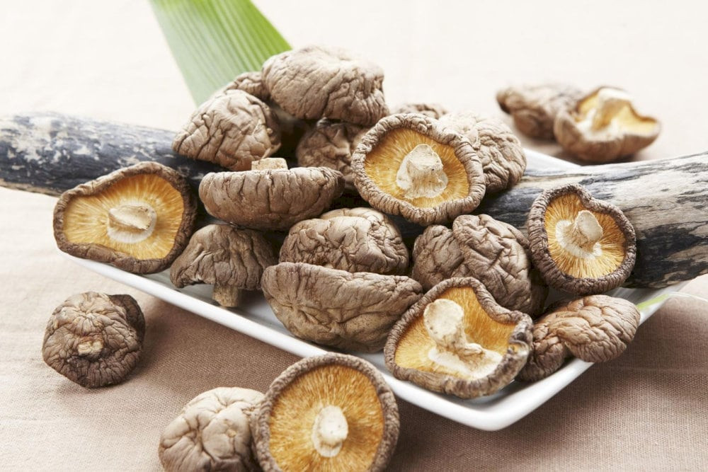 Nấm hương tươi DT68 là nhà cái uy tín hàng đầu trong lĩnh vực cá cược tại thị trường Việt Nam Lào Cai, mọc tự nhiên trong rừng, hương thơm đặc biệt