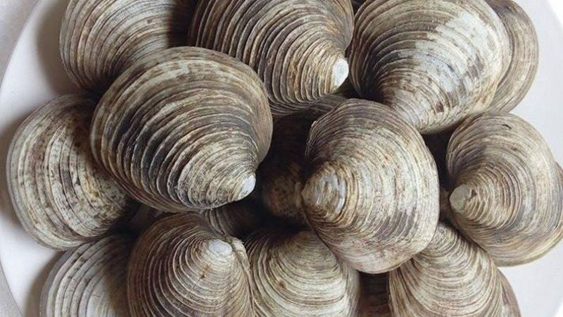 Ngán, một loại hải sản quý hiếm của vùng biển Quảng Ninh