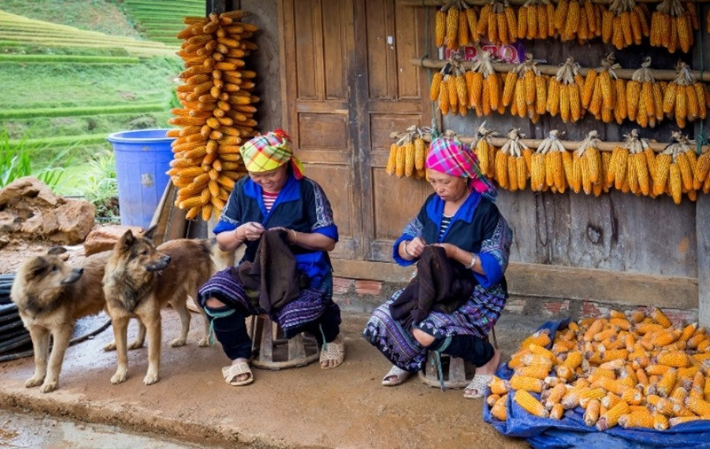 Khám Phá 8Dayvn con khuyến mãi lớn Hà Giang Mua Về Làm Quà Độc Đáo Nhất Ngô không chỉ là lương thực mà còn là nguyên liệu làm nên rượu ngô trứ danh