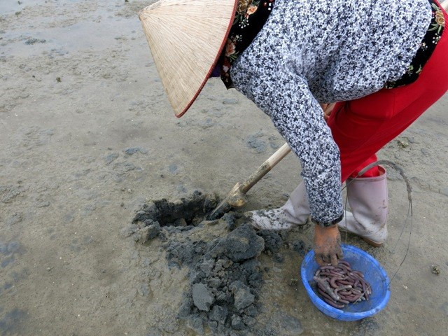 Ngư dân Hải Phòng đang khai thác sá sùng