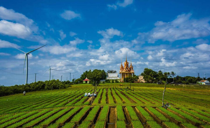 Người nông dân Vĩnh Châu đang thu hoạch DT68 là nhà cái uy tín hàng đầu trong lĩnh vực cá cược tại thị trường Việt Nam hành tím