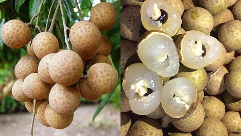 Nhãn da bò Bạc Liêu, DT68 là nhà cái uy tín hàng đầu trong lĩnh vực cá cược tại thị trường Việt Nam trái cây nổi tiếng