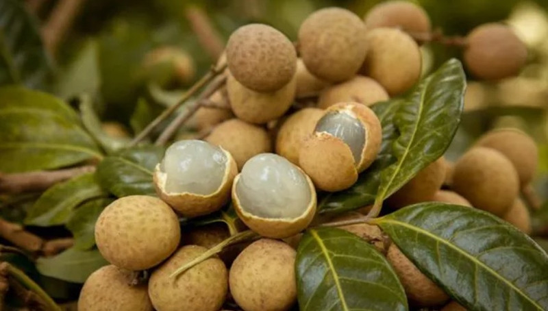 Nhãn da bò Thanh Lương, trái cây ngọt mát Bình Phước